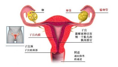 巧克力囊肿